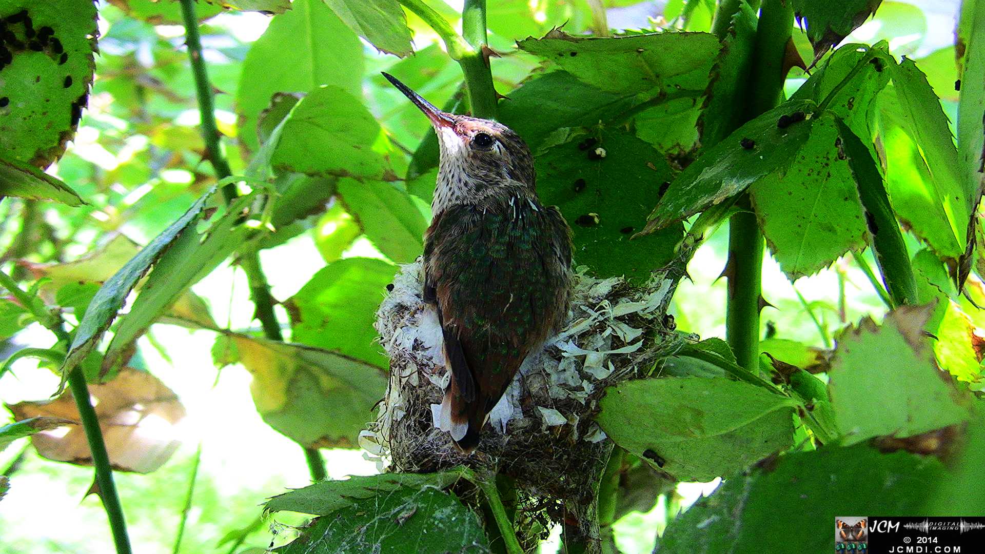 Allen's Hummingbird chick last day in the nest
